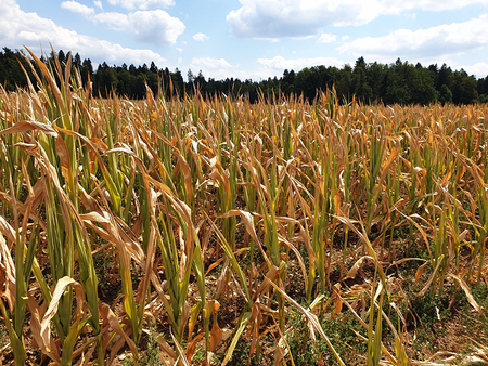 Simbolična slika: suša na koruzi